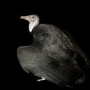 Mohli za „masový déšť“ mrchožraví ptáci? - black-vulture