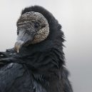 Mohli za „masový déšť“ mrchožraví ptáci? - web_h_a1_2854_6_black-vulture_melyssa_st.-michaelapa_2016-adult