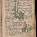 Kdo a proč sepsal tzv. Voynichův rukopis? Středověkou záhadu zatím nedokáže rozlousknout ani umělá inteligence - 800px-Voynich_Manuscript_(135)