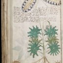 Kdo a proč sepsal tzv. Voynichův rukopis? Středověkou záhadu zatím nedokáže rozlousknout ani umělá inteligence - 800px-Voynich_Manuscript_(66)