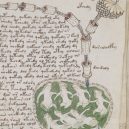 Kdo a proč sepsal tzv. Voynichův rukopis? Středověkou záhadu zatím nedokáže rozlousknout ani umělá inteligence - Voynich_manuscript_bathtub2_example_78r_cropped