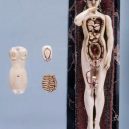Podívejte se na slonovinové panenky s odkrytými vnitřnostmi - 311100c7cd2be157882a622edc18398c