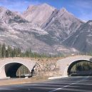 Prohlédněte si ty nejzajímavější ekodukty a mosty pro zvířata z celého světa - Wildlife-Crossing-Alberta