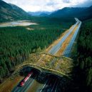 Prohlédněte si ty nejzajímavější ekodukty a mosty pro zvířata z celého světa - Wildlife-Crossing-Alberta-canada