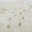 Badatelé zanalyzovali přes deset tisíc let staré lidské stopy - Prehistoric-footprints-of-woman-carrying-toddler-while-dodging-sabre-toothed-cats
