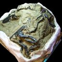 Tyranosaurus nepřežil zápas s rohatým triceratopsem. Scéna zamrzla v čase, fosilii našli ve smrtelném objetí - 4288 (1)