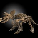 Tyranosaurus nepřežil zápas s rohatým triceratopsem. Scéna zamrzla v čase, fosilii našli ve smrtelném objetí - p187guj2umgkueo01j7p1gjc12ah6