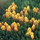 Německý les se svastikou není jediným svého druhu - forest-swastikas-1