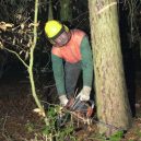 Německý les se svastikou není jediným svého druhu - forest-swastikas-2