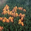 Německý les se svastikou není jediným svého druhu - nc_swastika_forest_ll_130705_16x9_992