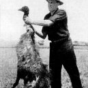 Bizarní australská „válka s emuy“ z roku 1932 - Deceased_emu_during_Emu_War