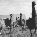 Bizarní australská „válka s emuy“ z roku 1932 - emus