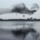 Nebeské umění gigantických hejn špačků - starling-murmuration-ireland-shape-of-bird-shutterstock-editorial-11785519b-1614937956