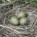 Ptáci okupují nové i staré pískovny - racek hnízdo s násadou