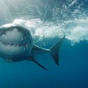 „Tsukumo No. 24“ – první známá oběť žraločího útoku - skynews-great-white-shark_4582478