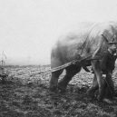Sloní síla v moderních válečných letech - elephants-in-war (1)