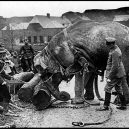 Sloní síla v moderních válečných letech - elephants-in-war (10)