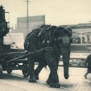 Sloní síla v moderních válečných letech - elephants-in-war (11)
