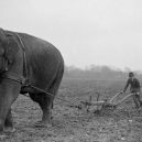 Sloní síla v moderních válečných letech - elephants-in-war (12)