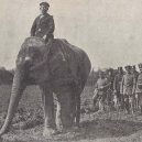 Sloní síla v moderních válečných letech - elephants-in-war
