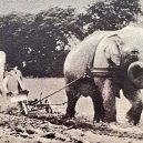 Sloní síla v moderních válečných letech - elephants-in-war (13)