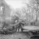 Sloní síla v moderních válečných letech - elephants-in-war (16)