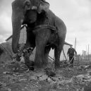 Sloní síla v moderních válečných letech - elephants-in-war (3)