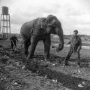 Sloní síla v moderních válečných letech - elephants-in-war (6)