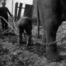 Sloní síla v moderních válečných letech - elephants-in-war (7)
