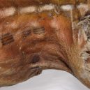 Ötziho tetování na těle mladé umělkyně - buch_iceman_05_02_09-42lr