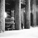 „Forestry Building“ – největší dřevěný srub s tragickým koncem - the-forestry-building-5
