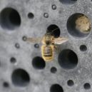 Unikátní řešení pro zmírající včely – včelí cihly - 66e09ca9a4bb1d2cd43afc5ed29b420d