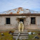 Polární medvědi pod opuštěnou lidskou střechou - cncv
