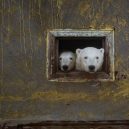 Polární medvědi pod opuštěnou lidskou střechou - egwds