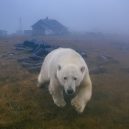 Polární medvědi pod opuštěnou lidskou střechou - ewgsd