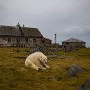 Polární medvědi pod opuštěnou lidskou střechou - ewgsdrehe