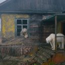 Polární medvědi pod opuštěnou lidskou střechou - hrfdxccb