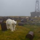 Polární medvědi pod opuštěnou lidskou střechou - rgsdc