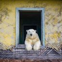 Polární medvědi pod opuštěnou lidskou střechou - sdg