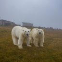Polární medvědi pod opuštěnou lidskou střechou - segdv