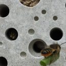 Unikátní řešení pro zmírající včely – včelí cihly - wqfsa